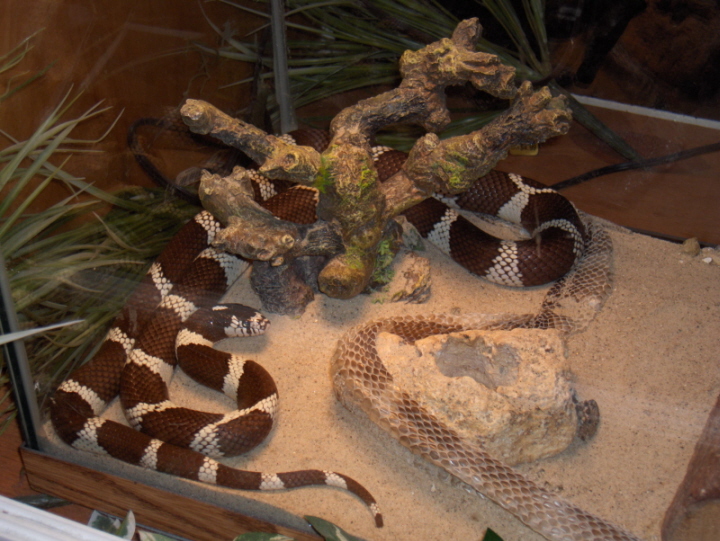 Cali (California Kingsnake)