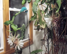 Fred (Male Nosy Be) in Night Blooming Cereus w/ Flowers
