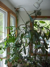 Fred in Sunroom