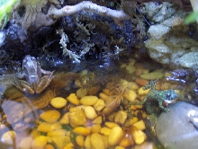 Grey Tree Frogs in lower half of vivarium