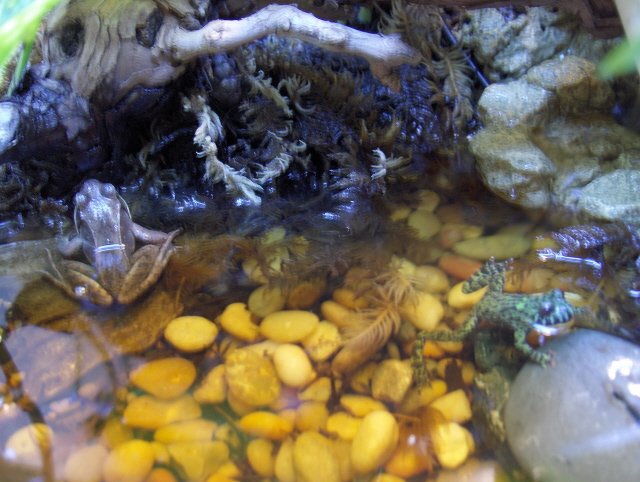 Grey Tree Frogs in lower half of vivarium