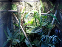 Day Gecko Vivarium