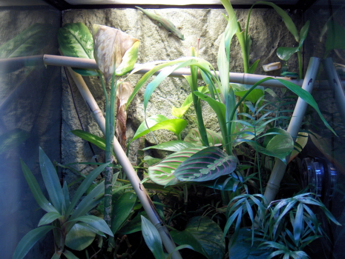 Day Gecko Vivarium