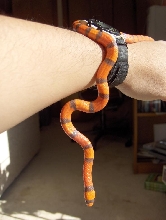 My Hypo Honduran Milksnake