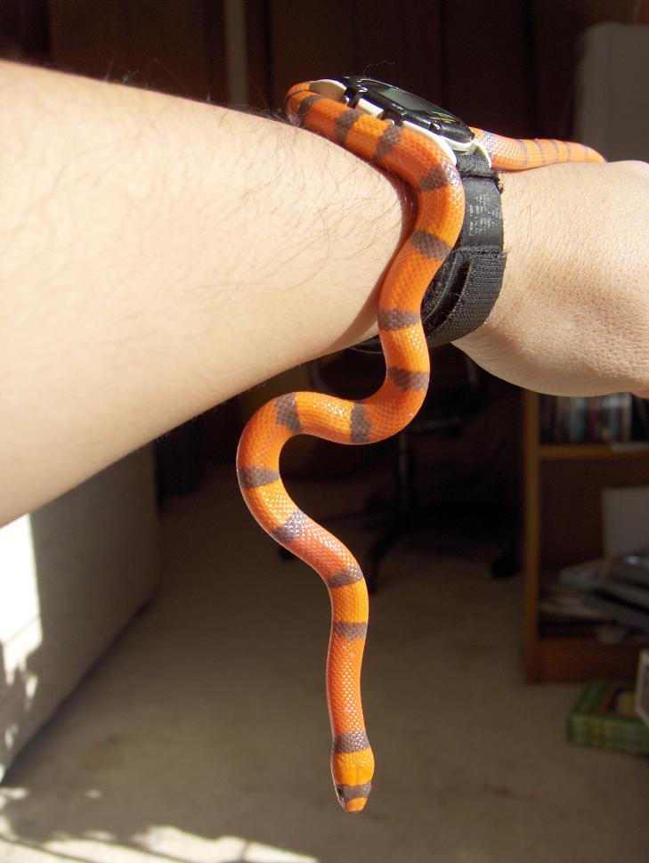 My Hypo Honduran Milksnake