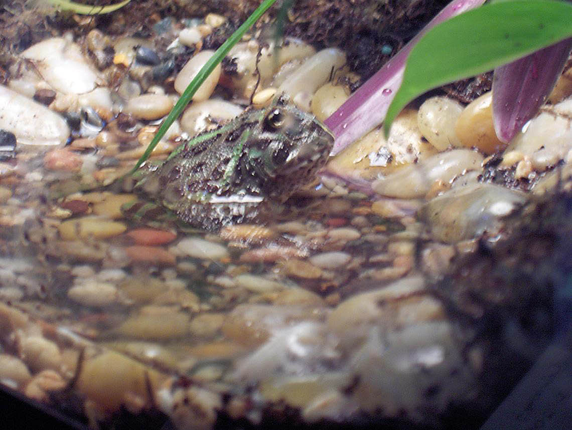 Pac Man Frog