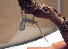 Hanging Dragon Baby