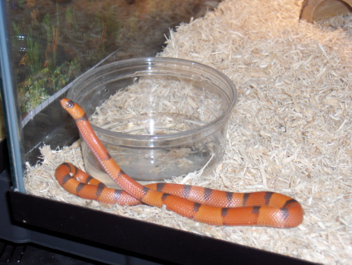 Lost Male Hypo Hondo - Found!