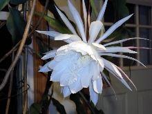 Blooming Cereus Flower Blossom (flash)