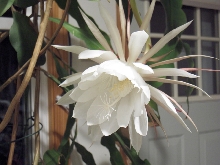 Night Blooming Cereus Flower Blossom (no flash)