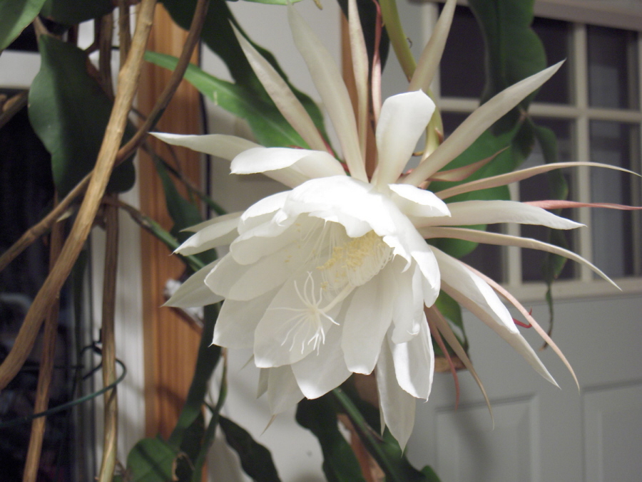 Night Blooming Cereus Flower Blossom (no flash)