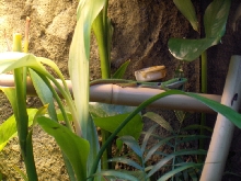Peacock Gecko (Female)