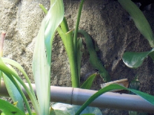 Peacock Gecko (Female) eating