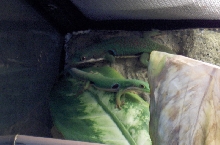 Peacock Gecko Pair