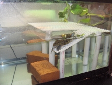 RES Homemade basking platform