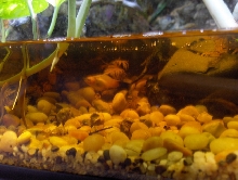 Swordtail fish in vivarium