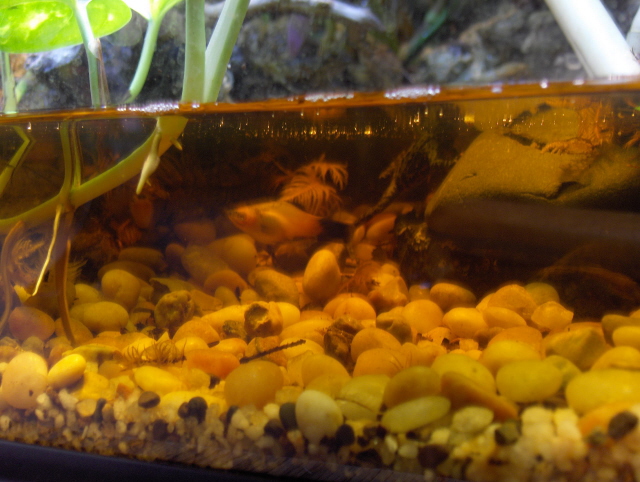 Swordtail fish in vivarium