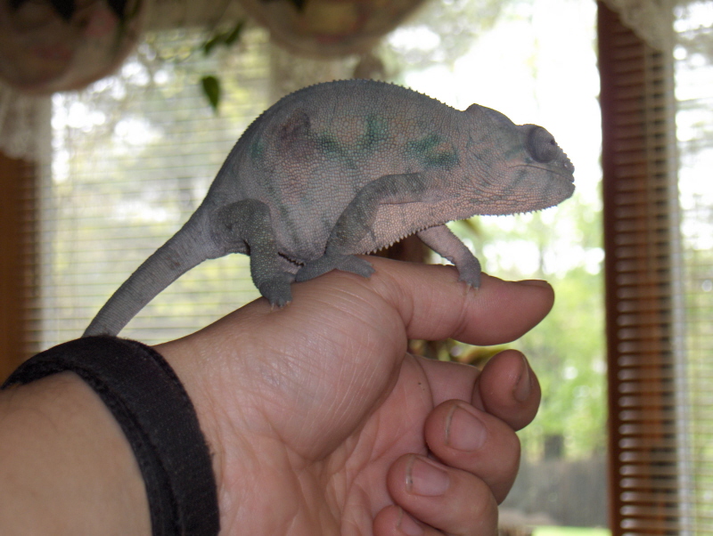 Wilma On My Hand