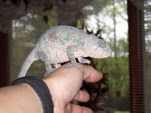 Wilma On My Hand 2