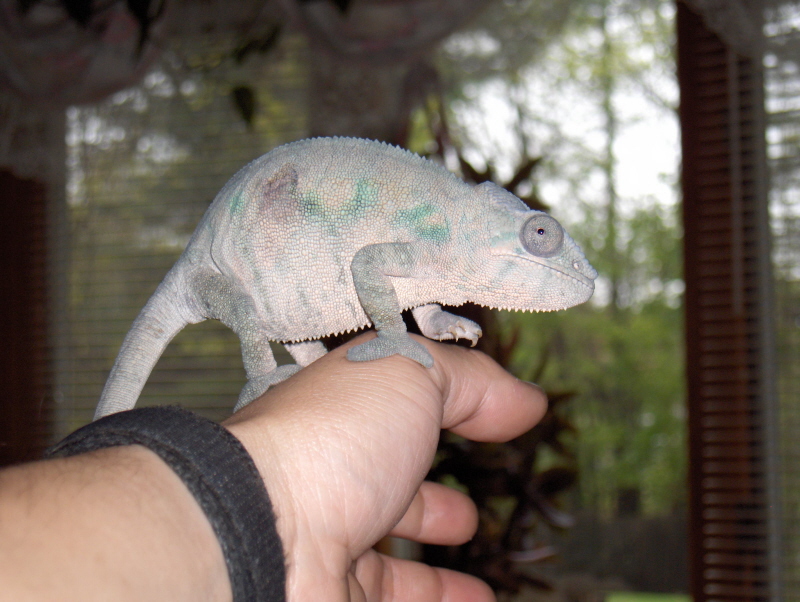 Wilma On My Hand 2