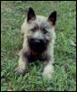 Fergus Goes Camping