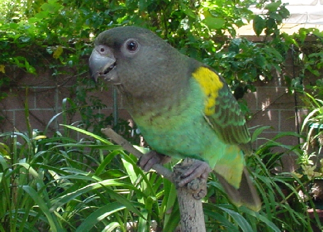 Baby Tiki
