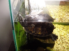 Florida Cooter picture