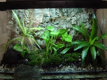 Auratus Vivarium