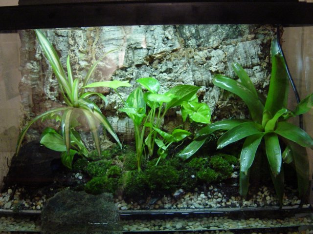 Auratus Vivarium