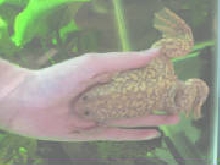 Reticulated Albino Xenopus laevis