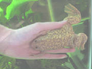 Reticulated Albino Xenopus laevis