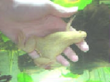 One-Armed African Clawed Frog
