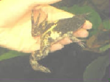 Piebald Xenopus Laevis (African Clawed Frog or 