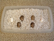 Leopard Gecko Eggs
