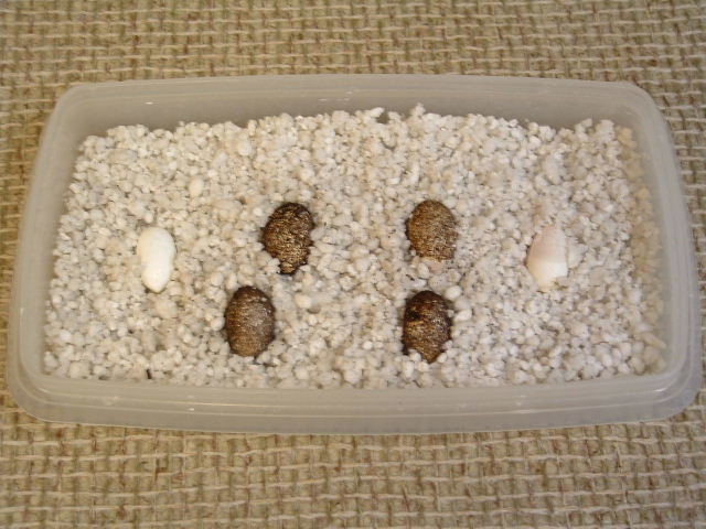Leopard Gecko Eggs