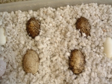 Leo eggs incubating