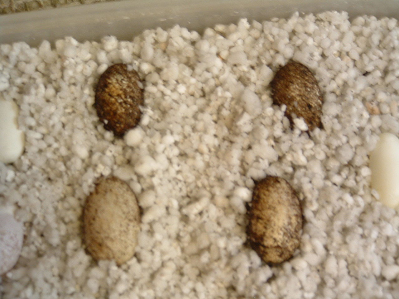 Leo eggs incubating