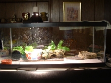 20 gallon tank Gecko setup