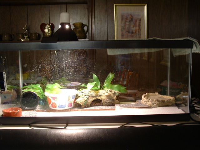 20 gallon tank Gecko setup