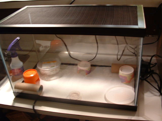hatchling setup