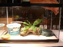 10 gallon Gecko setup