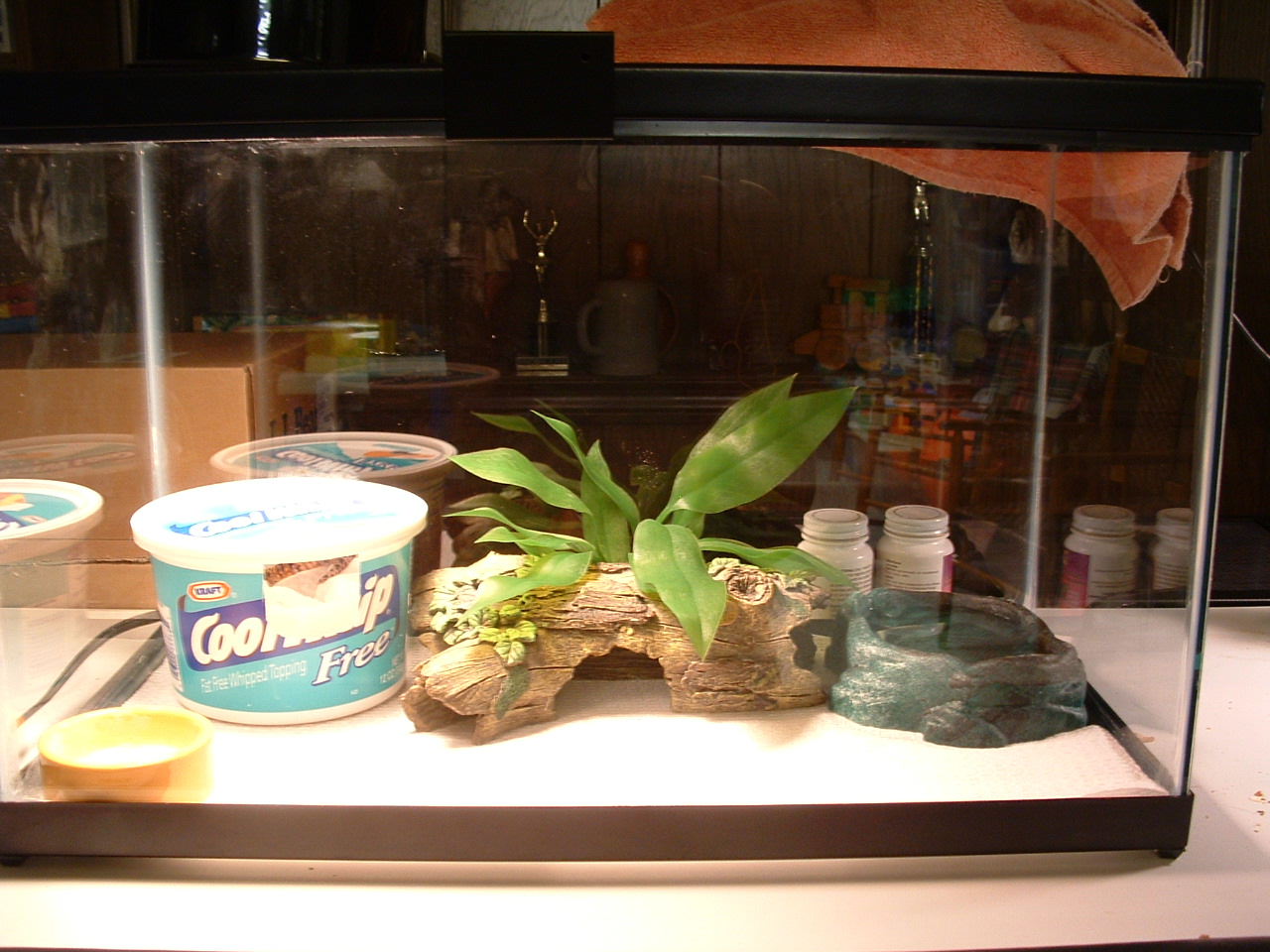 10 gallon Gecko setup