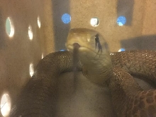 Unidentified snake brown with black stripes on head