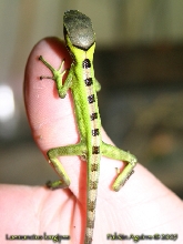 Neonate Conehead Iguana