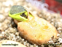 Emerging Conehead Lizard