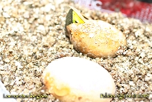 Conehead Lizard Eggs