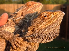 Pogona vitticeps