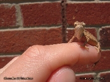Neonate Two-lined Chameleon
