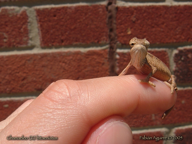 Neonate Two-lined Chameleon