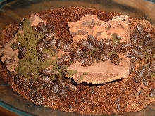 False Death's Head Roaches